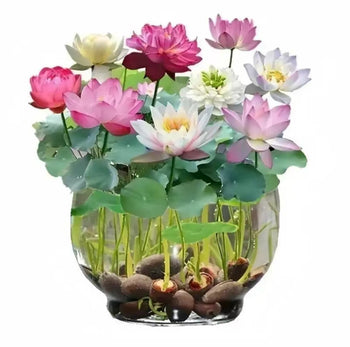 20–60PCS Mixed Color Bonsai Lotus Seeds