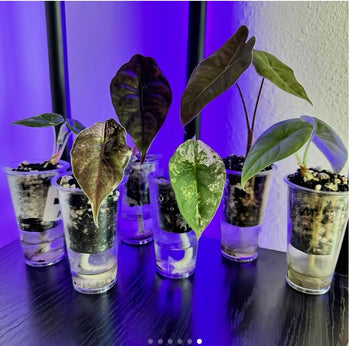 Small Self Watering Seed Starter Cup