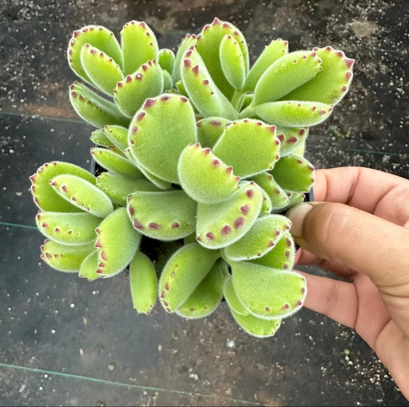 Bear Paw Succulent Plant – 4 Inch Pot