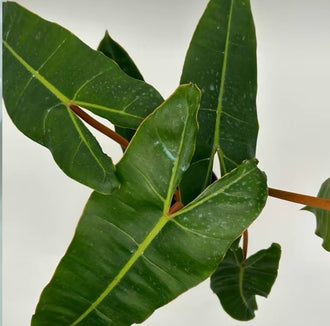 Philodendron Billietiae – 6 Inch Pot