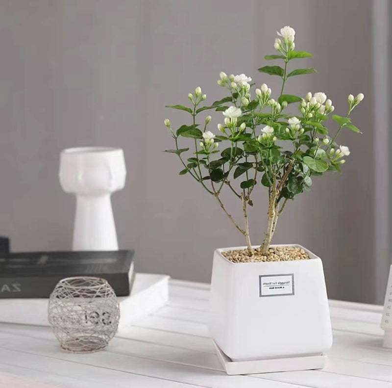 100 Climbing Jasmine Flower Seeds