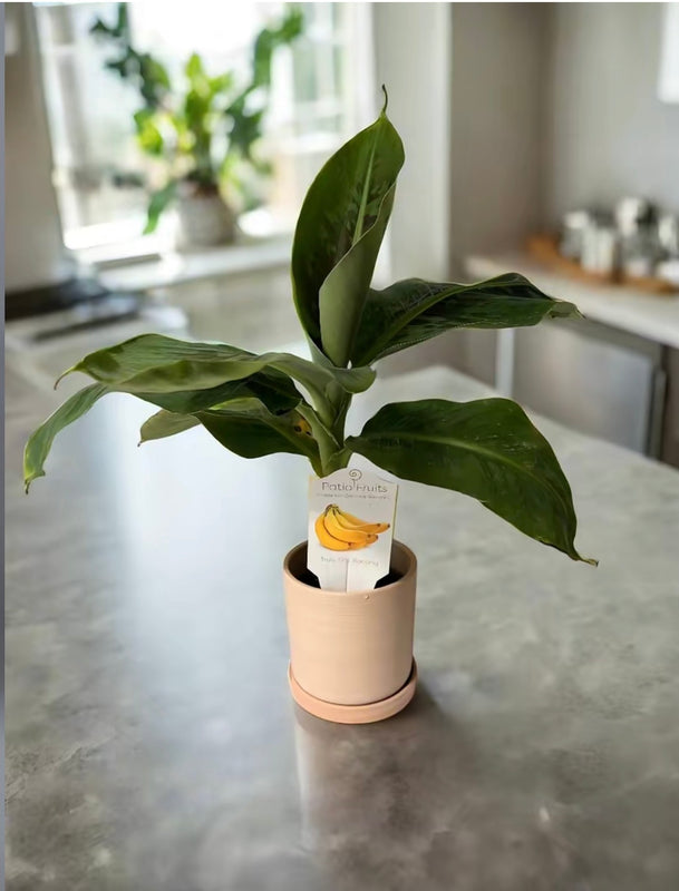 Dwarf Truly Tiny Banana Tree