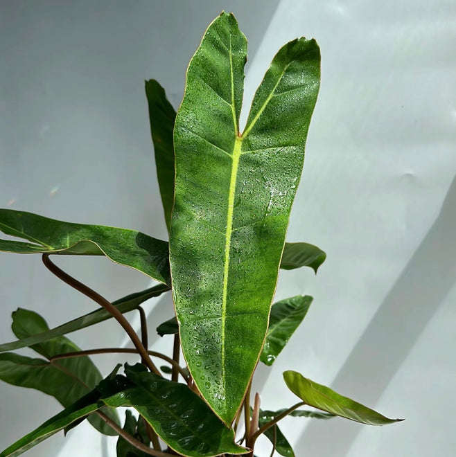 Philodendron Billietiae – 6 Inch Pot