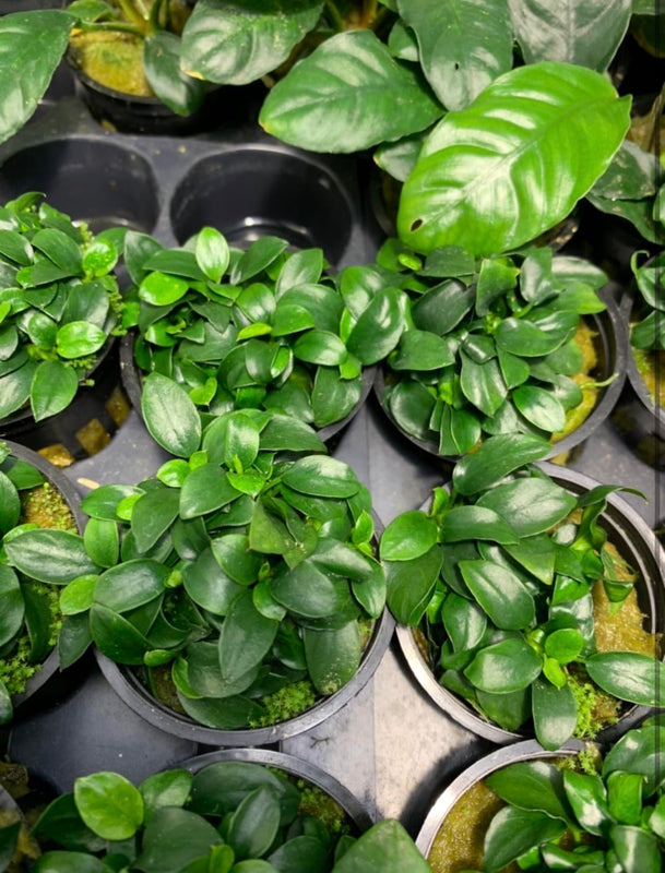 Anubias Nana Petite Live Aquarium Plant