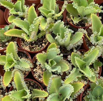 Mother of Thousands Succulent Plant