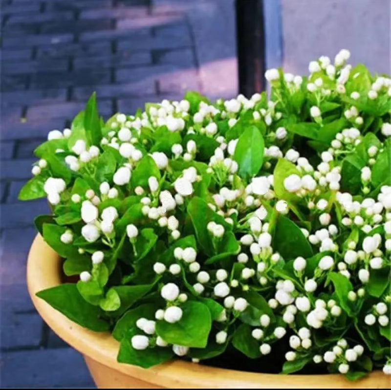 100 Climbing Jasmine Flower Seeds