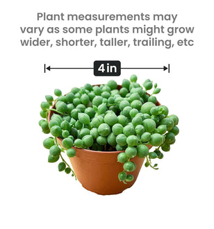 String of Pearls Hanging Succulent Plant