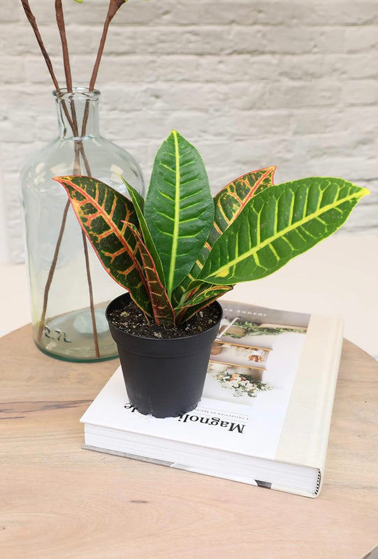 Essential Houseplant Collection Set of Three