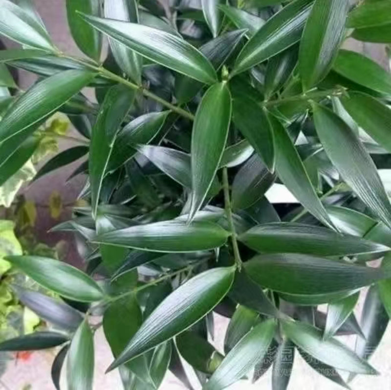 Lucky Bamboo Cypress Seeds