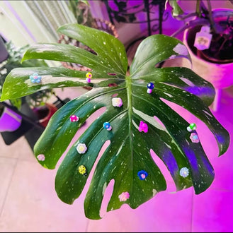 PetalPals Plant Magnets