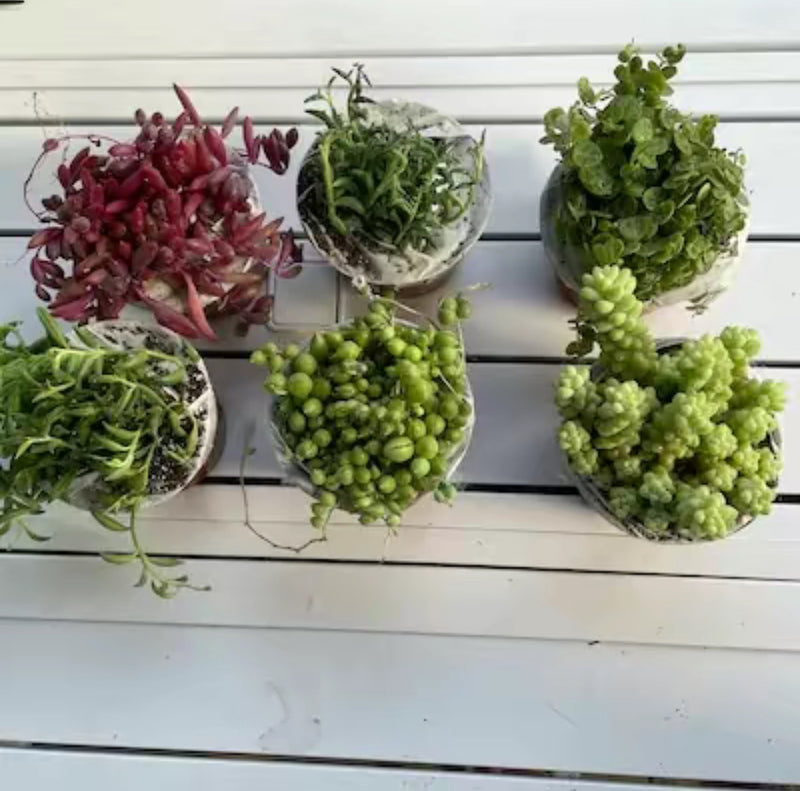 6 pack String Bundle