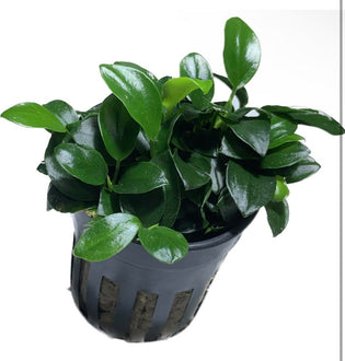 Anubias Nana Petite Live Aquarium Plant