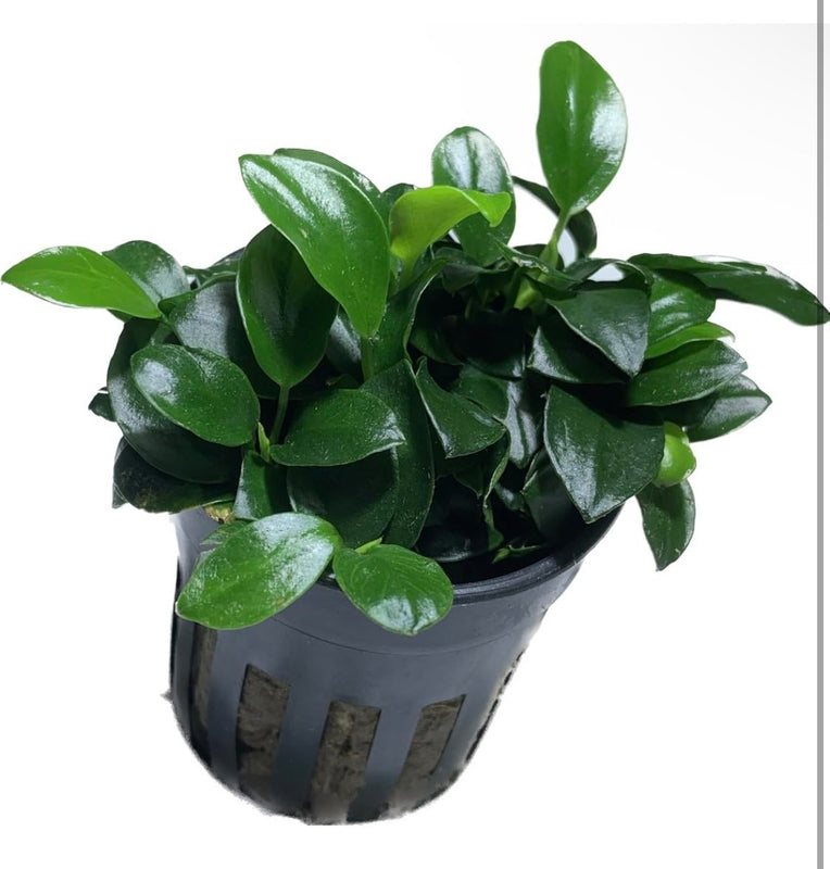 Anubias Nana Petite Live Aquarium Plant