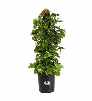 Golden Pothos Totem Indoor Climbing Plant