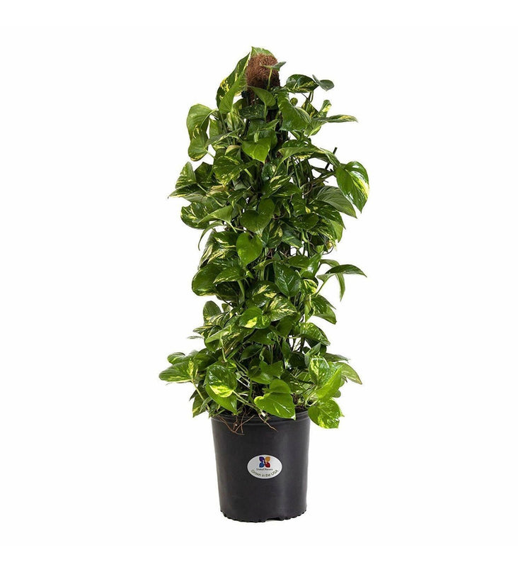 Golden Pothos Totem Indoor Climbing Plant