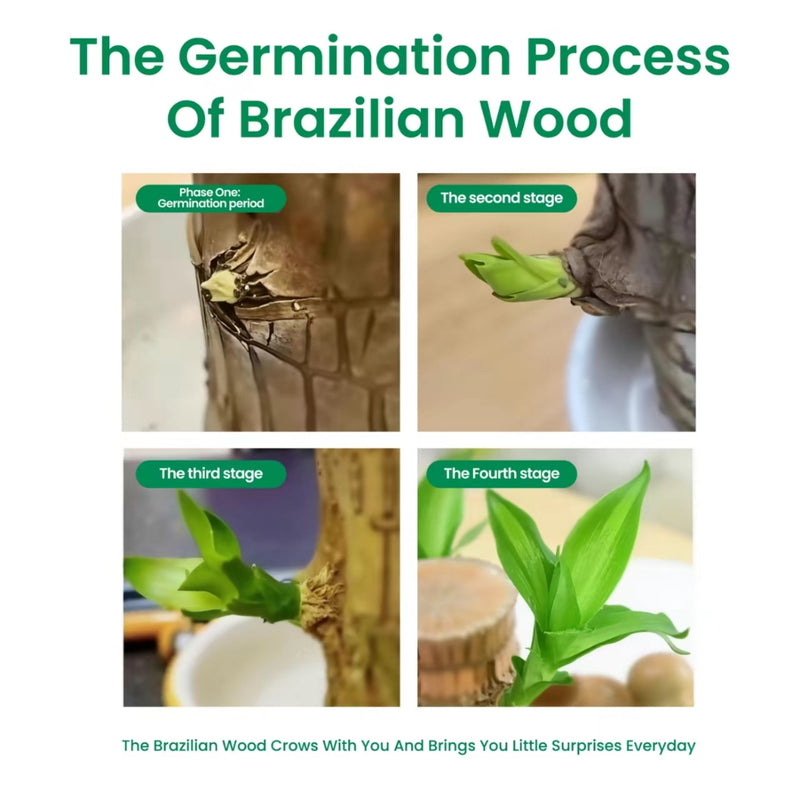 Brazilian Wood Hydroponic Plant
