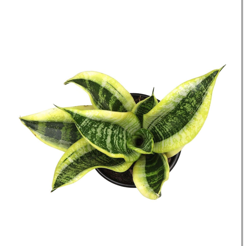 Snake Plant Sansevieria Superba