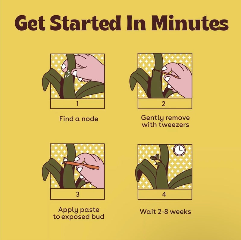 Cloning Paste Professional Plant Propagation Gel