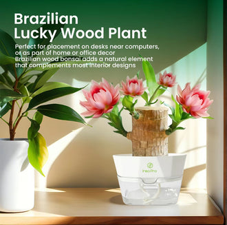 Brazilian Wood Hydroponic Plant
