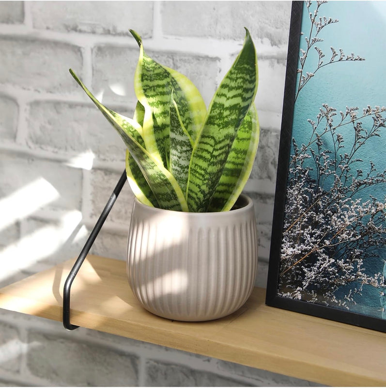 Snake Plant Sansevieria Superba