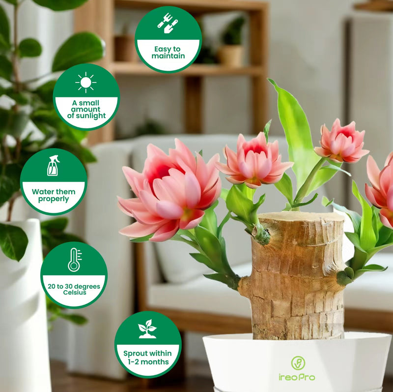 Brazilian Wood Hydroponic Plant