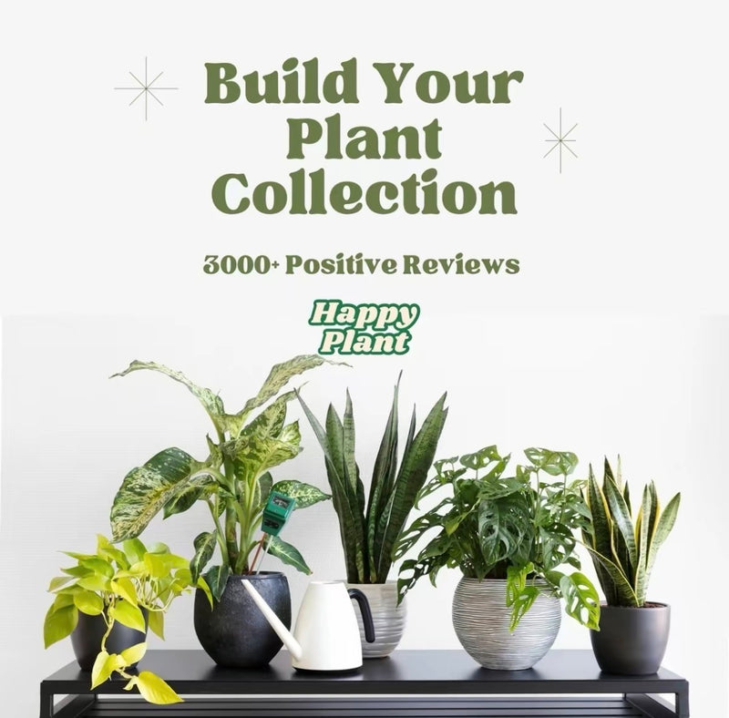 House Plant Bundle Box Set of Four Indoor Plants