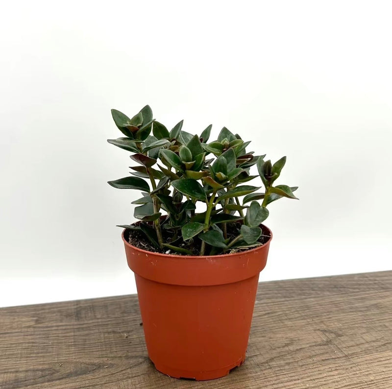 House Plant Bundle Box Set of Four Indoor Plants