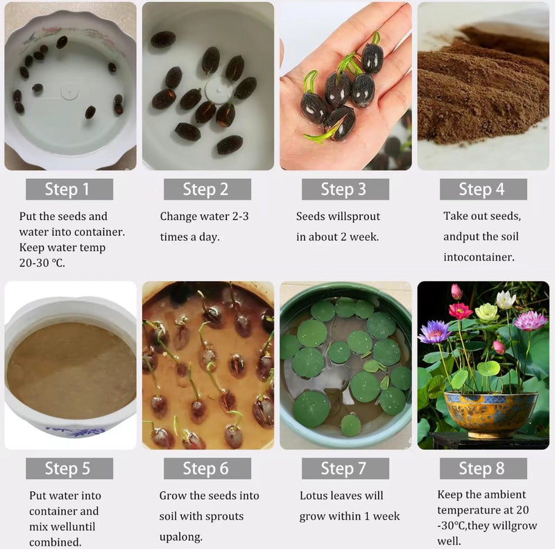 20–60PCS Mixed Color Bonsai Lotus Seeds