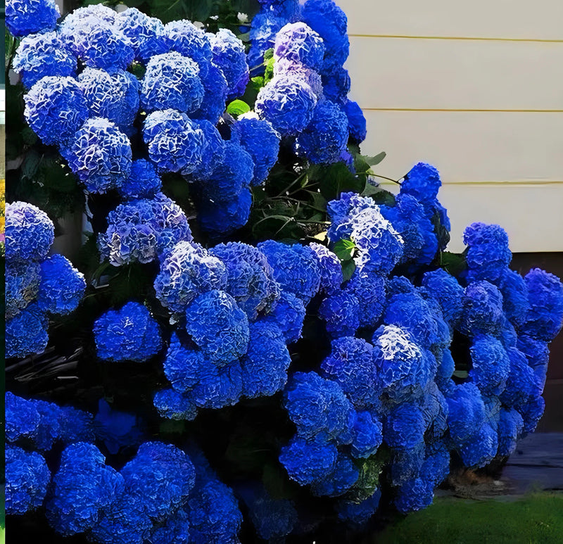 30PCS Hydrangea Mix Seeds
