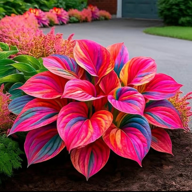 Multicolor Hosta Seeds with Unique Variegated Leaves