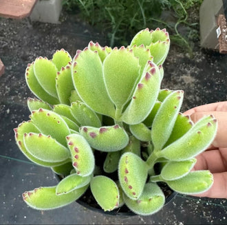Bear Paw Succulent Plant – 4 Inch Pot