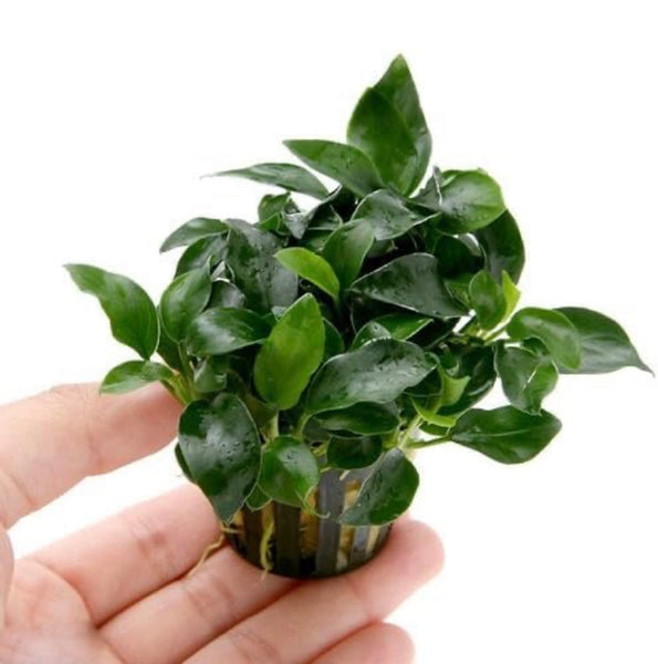 Anubias Nana Petite Live Aquarium Plant