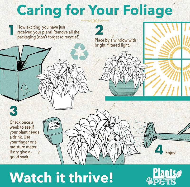 Snake Plant Sansevieria Superba