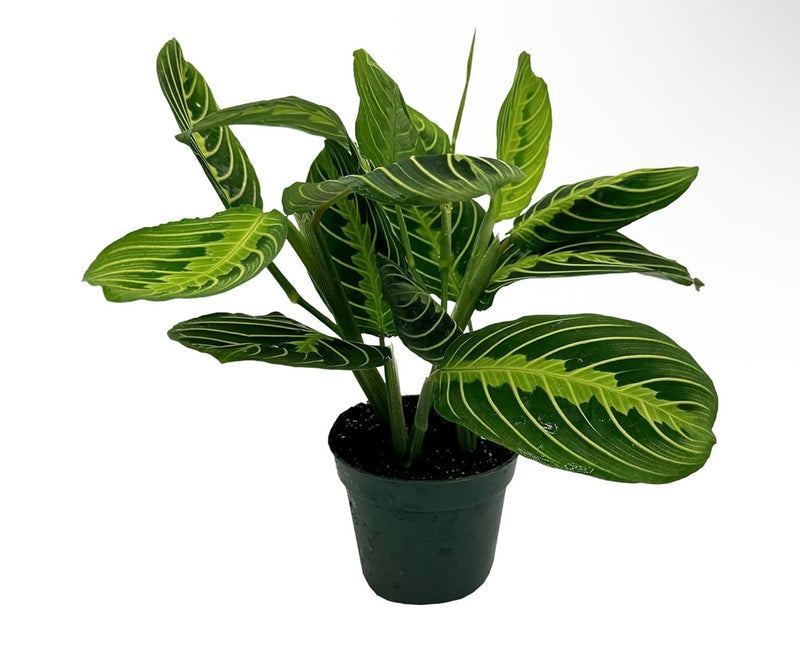 Lemon Lime Prayer Plant