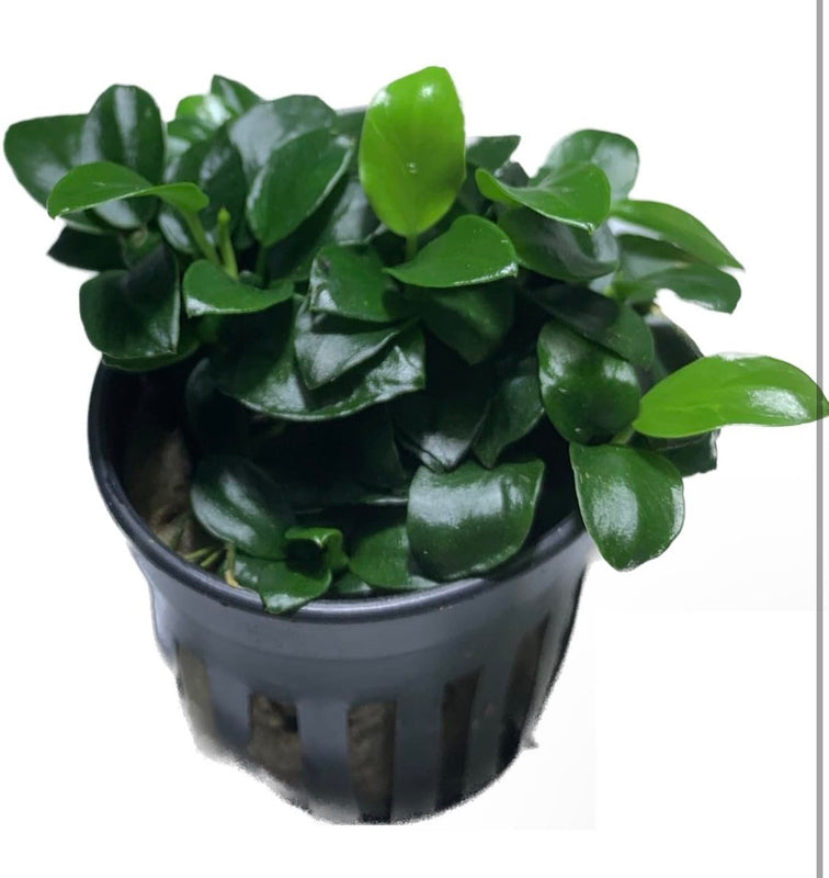 Anubias Nana Petite Live Aquarium Plant