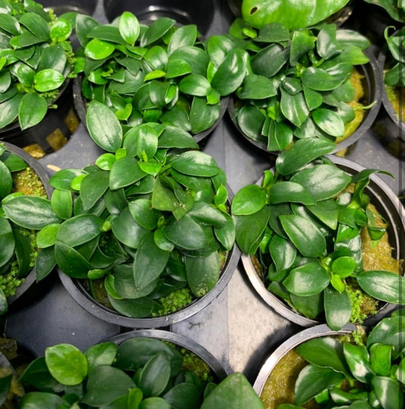 Anubias Nana Petite Live Aquarium Plant