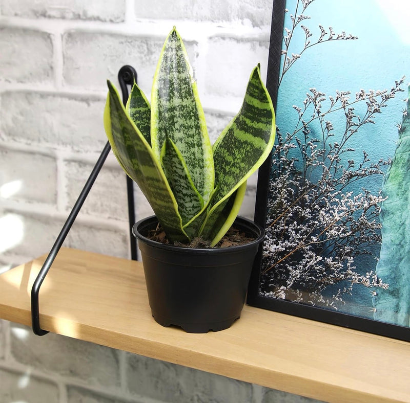 Snake Plant Sansevieria Superba