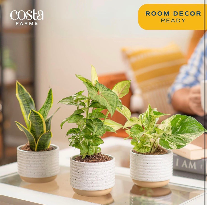 Live Indoor Plants – 3 Pack