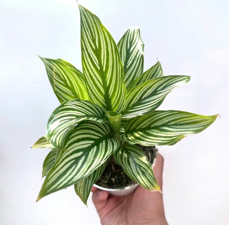 House Plant Bundle Box Set of Four Indoor Plants