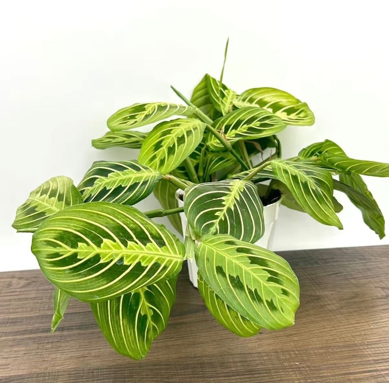 House Plant Bundle Box Set of Four Indoor Plants