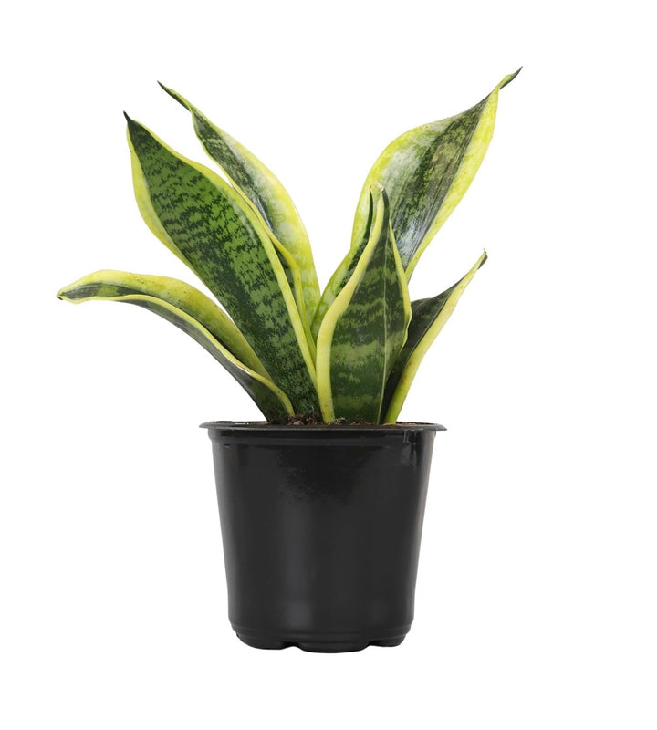Snake Plant Sansevieria Superba