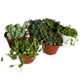 6 pack String Bundle