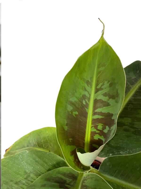 Dwarf Truly Tiny Banana Tree