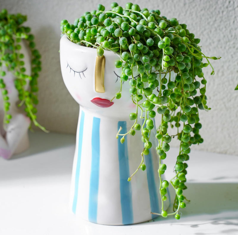 String of Pearls Hanging Succulent Plant