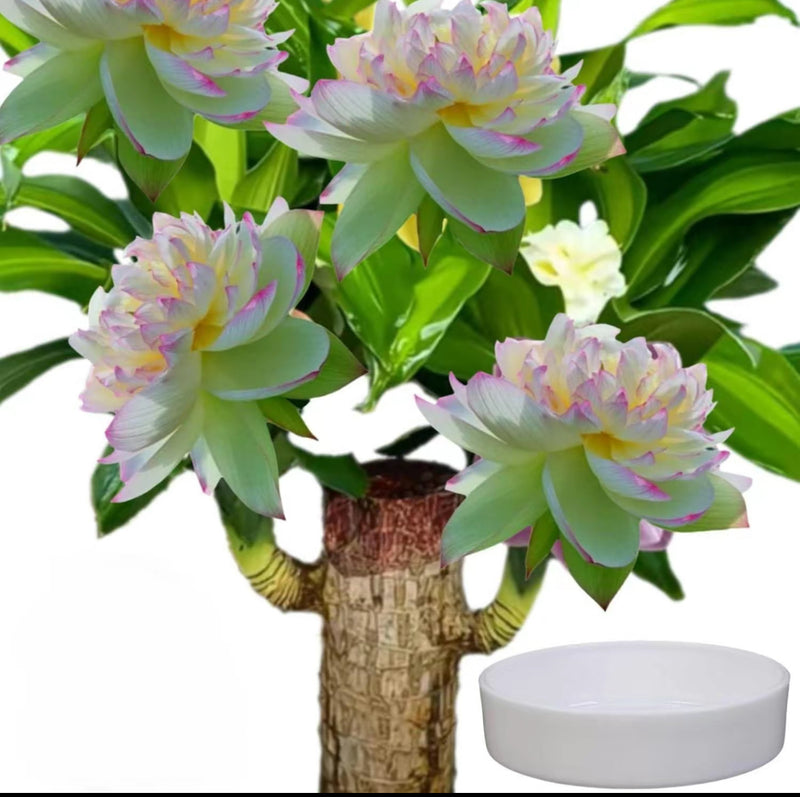 Brazilian Wood Hydroponic Plant