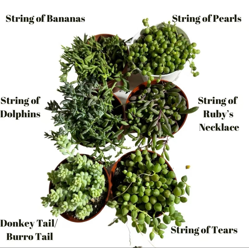 6 pack String Bundle