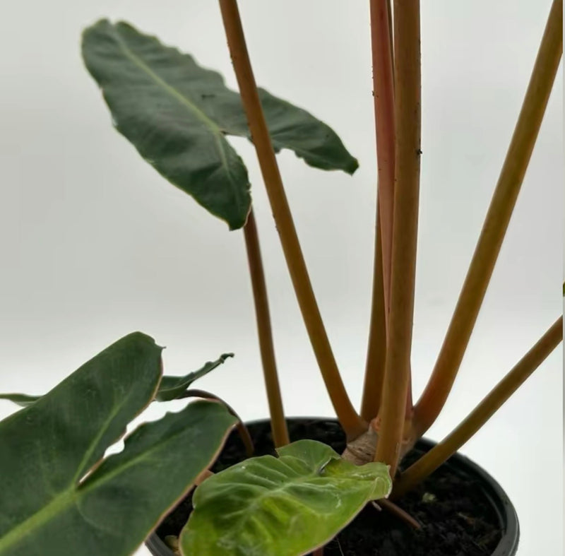 Philodendron Billietiae Rare Tropical Houseplant 6 Inch Pot Plant