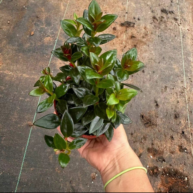 Black Goldfish Plant 4" Pot