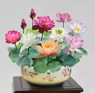 20–60PCS Mixed Color Bonsai Lotus Seeds