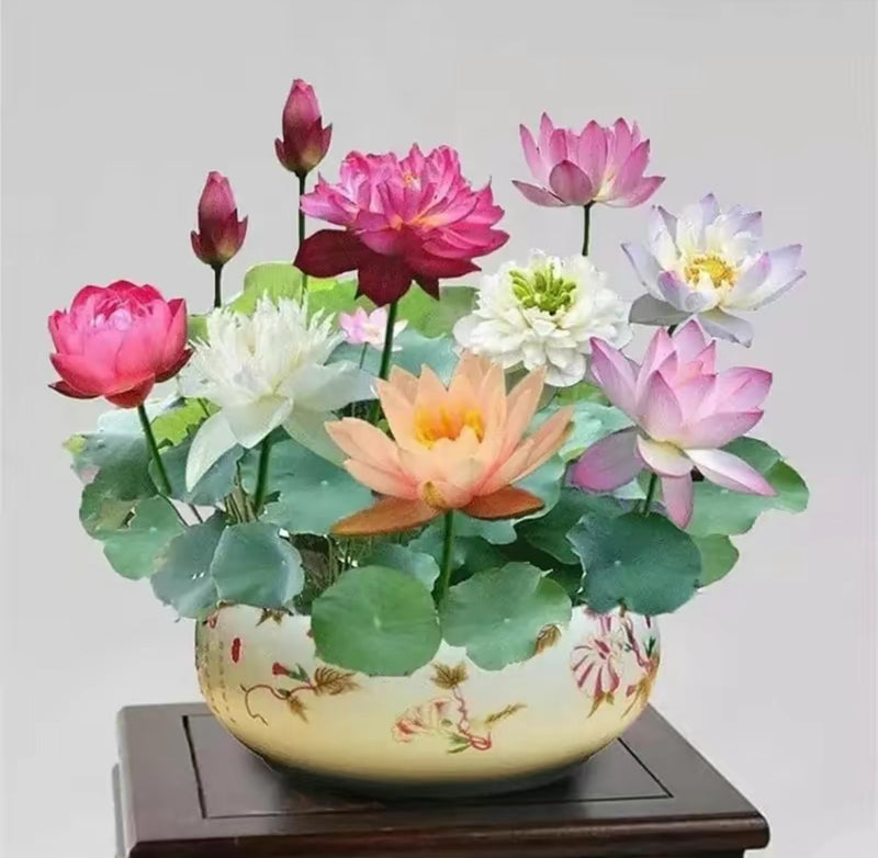 20–60PCS Mixed Color Bonsai Lotus Seeds